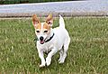 photo thumbnail Jack Russell Scooby