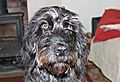 photo thumbnail Holly the Labradoodle