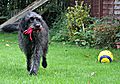 photo thumbnail Holly playing