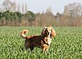 photo thumbnail Marley in the fields