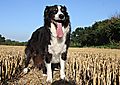 photo thumbnail Buster the collie