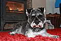 photo thumbnail Riley - relaxing in front of the fire