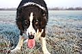 photo thumbnail Frosty Buster the Collie