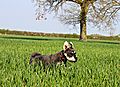 photo thumbnail Riley in the crops