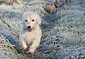 photo thumbnail Frost walks with Bertie