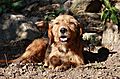 photo thumbnail Eway - a street dog in Bulgaria